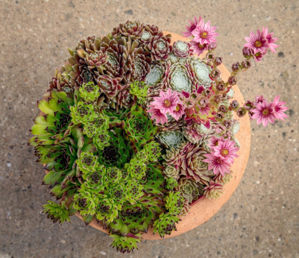 Top View Of Flowering Semperivum Hens And Chicks