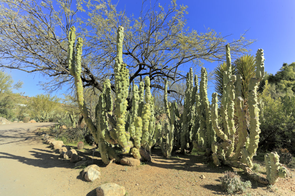 Montrose Totem Pole Cactus