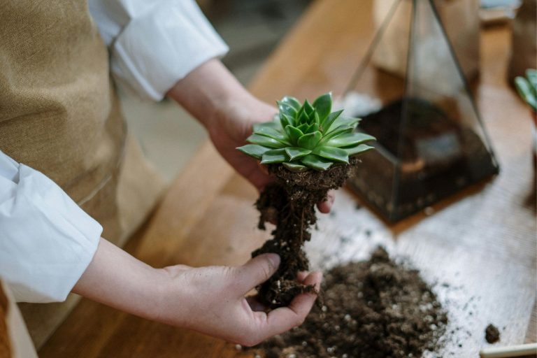 a person holding a succulent, ready for transplanting