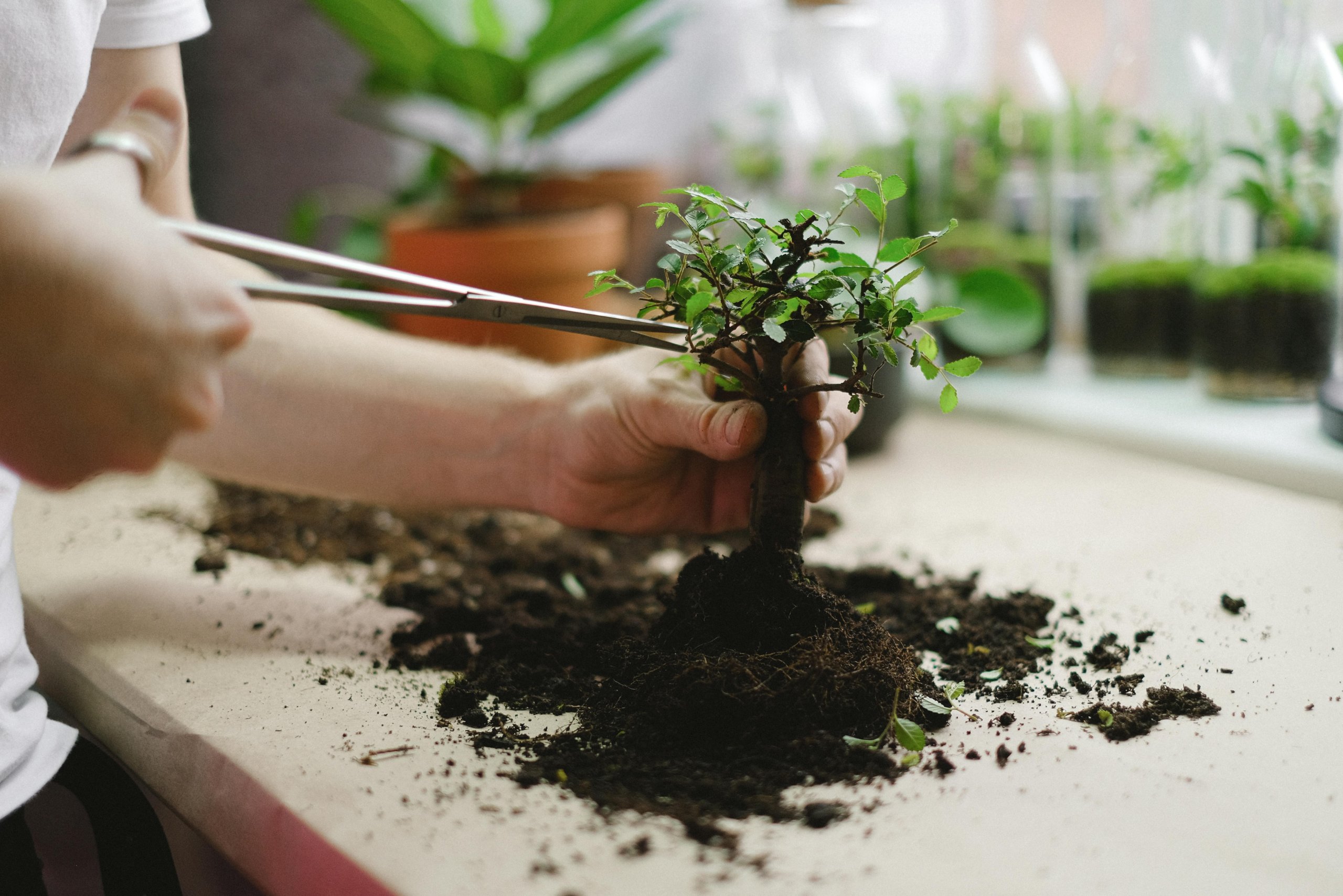 trimming and repotting bonsai