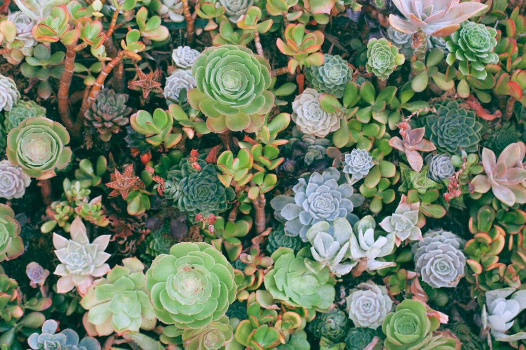 different types of succulents