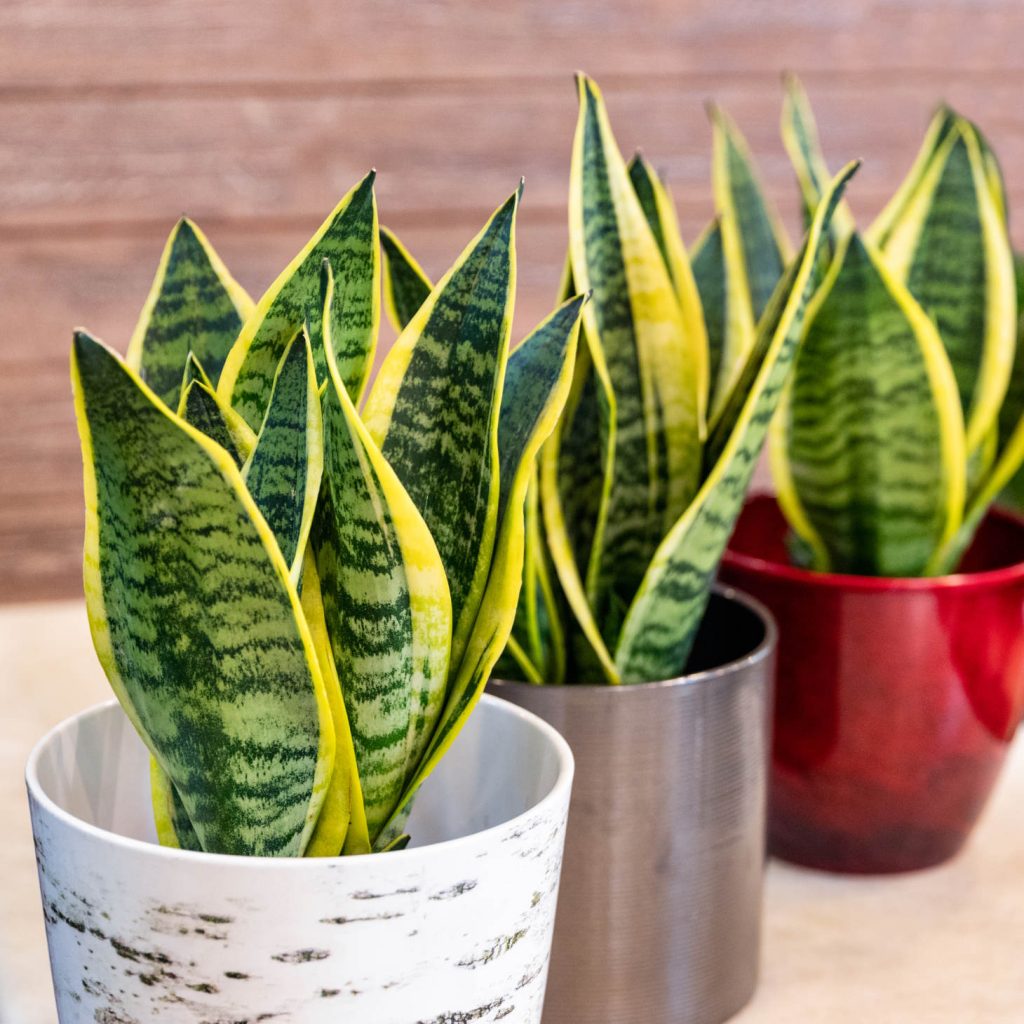 Variegated Sansevieria Plants