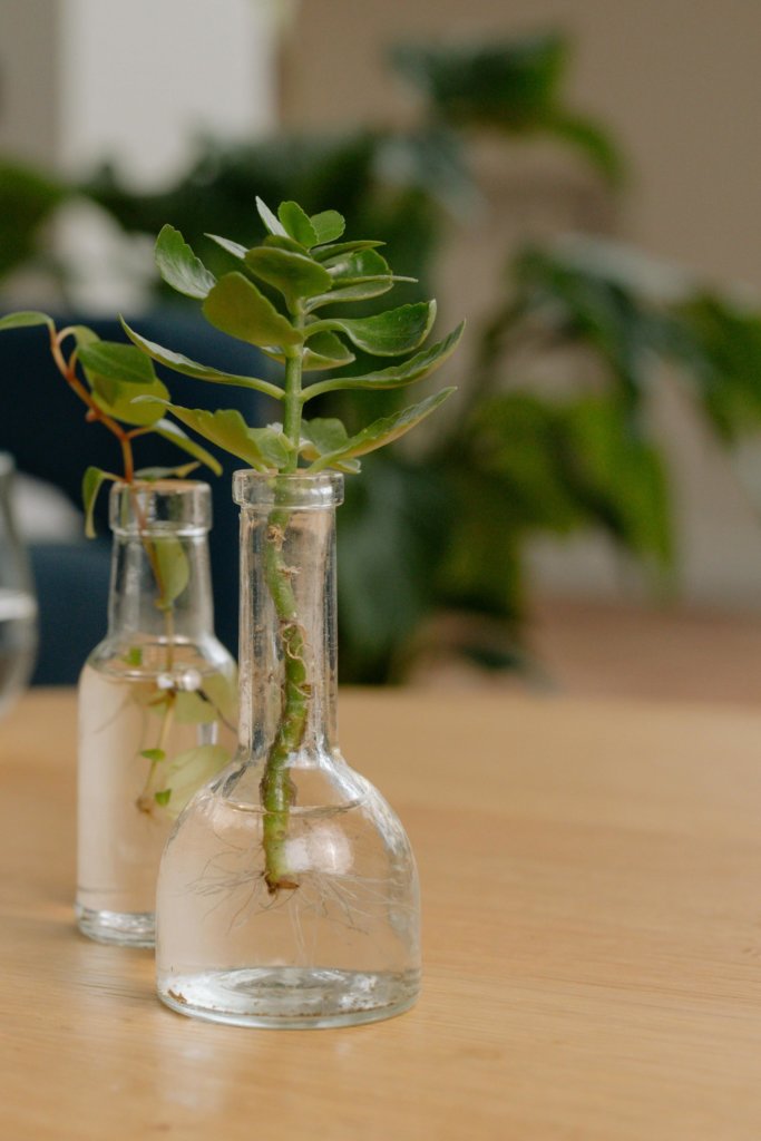 water propagation of kalanchoe