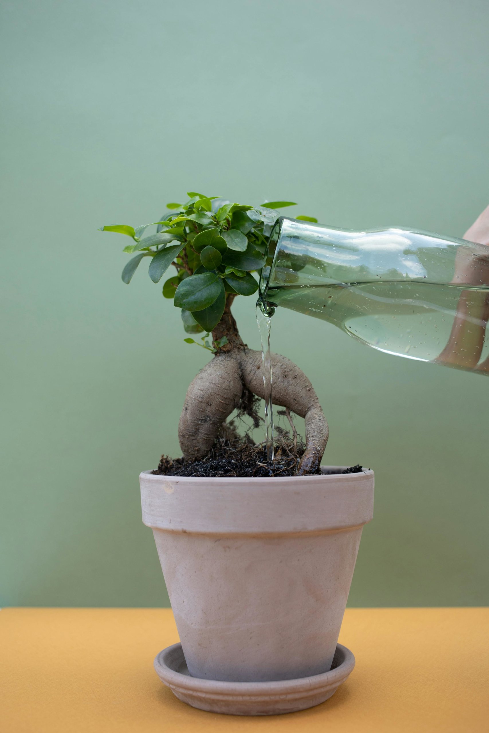 watering ficus bonsai