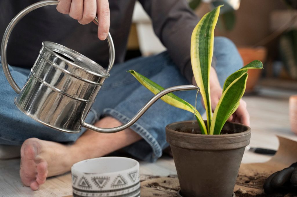 watering a snake plant