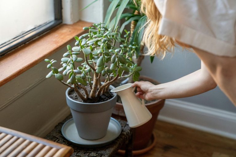 How Often to Water Succulents