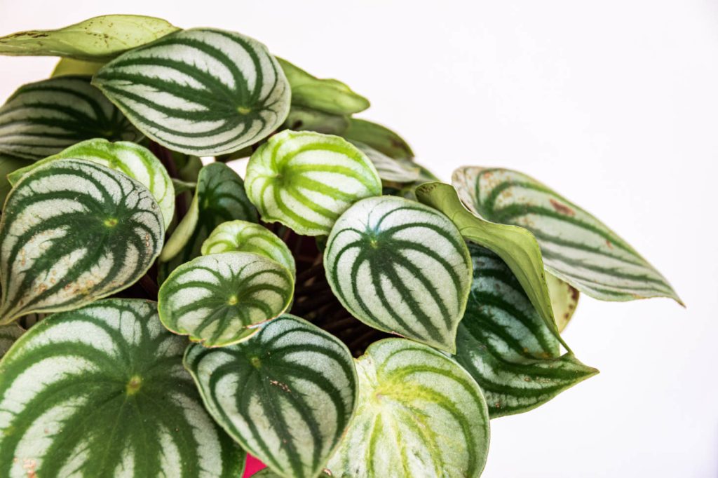 Watermelon Peperomia With White Background