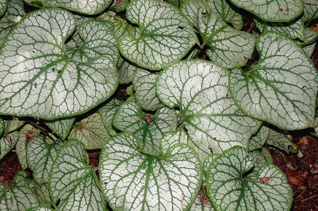 white and green peperomia