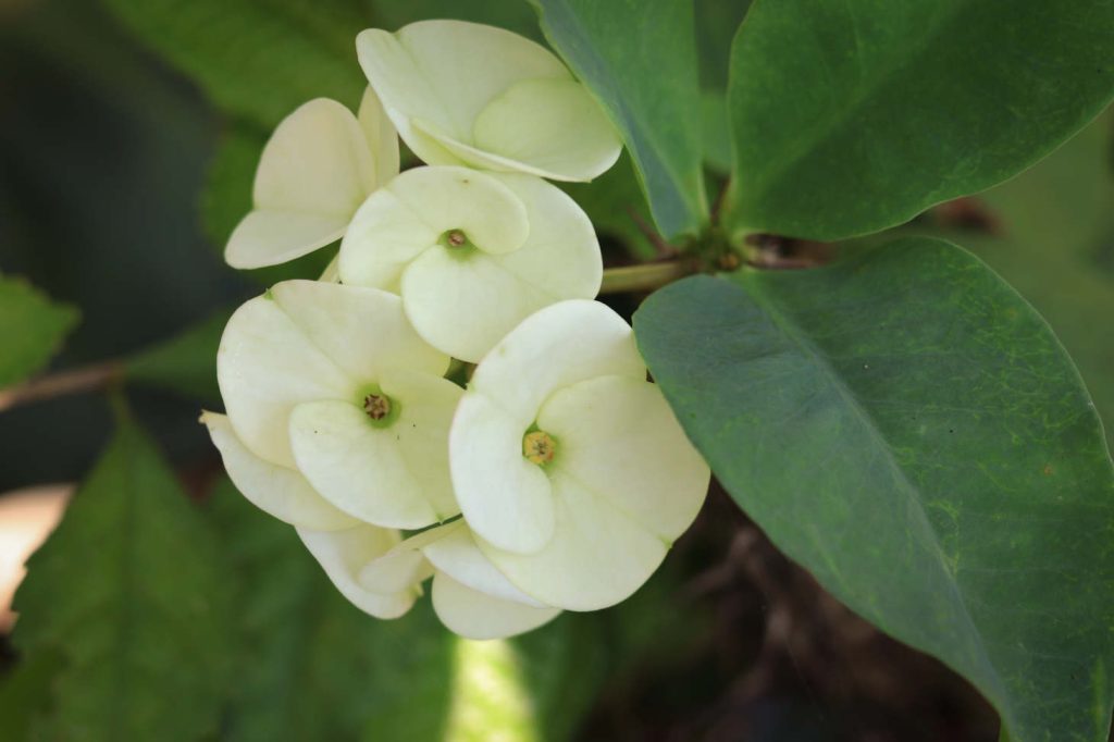 White Flowers Of Euphorbia Plant