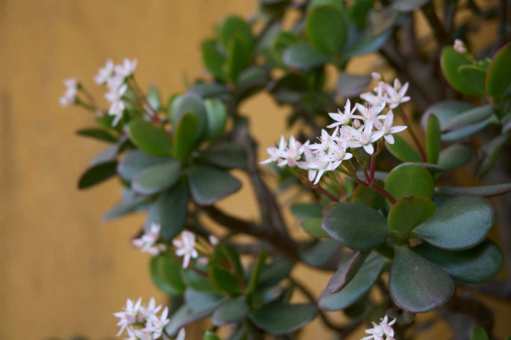White Flowers On Jade Crassula Ovata