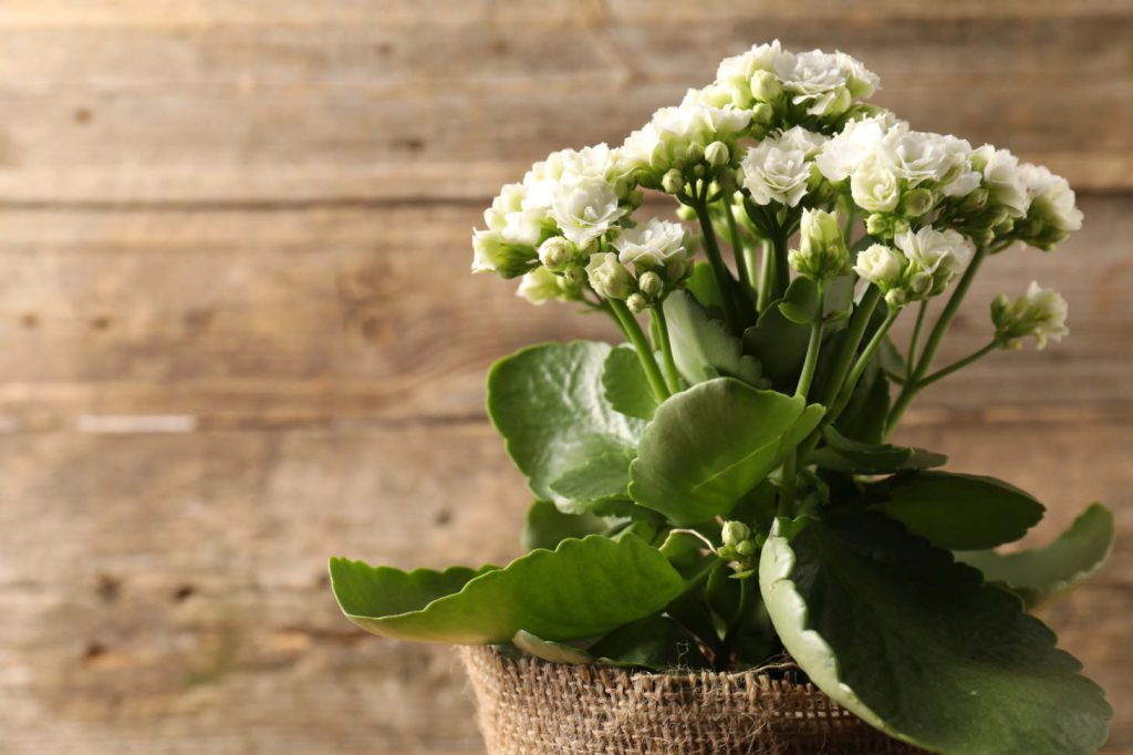 White Flowers On Kalanchoe With Rustic bg