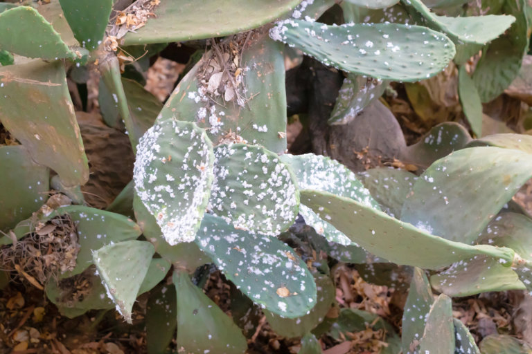 white fuzz on cactus