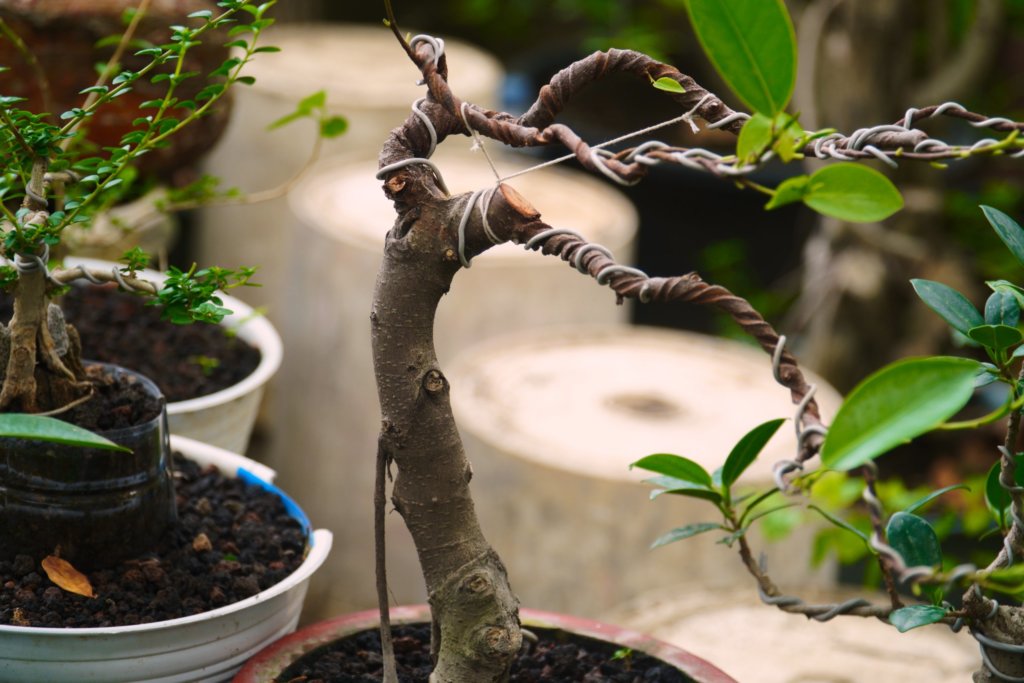 wiring bonsai