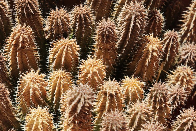 withering cactus