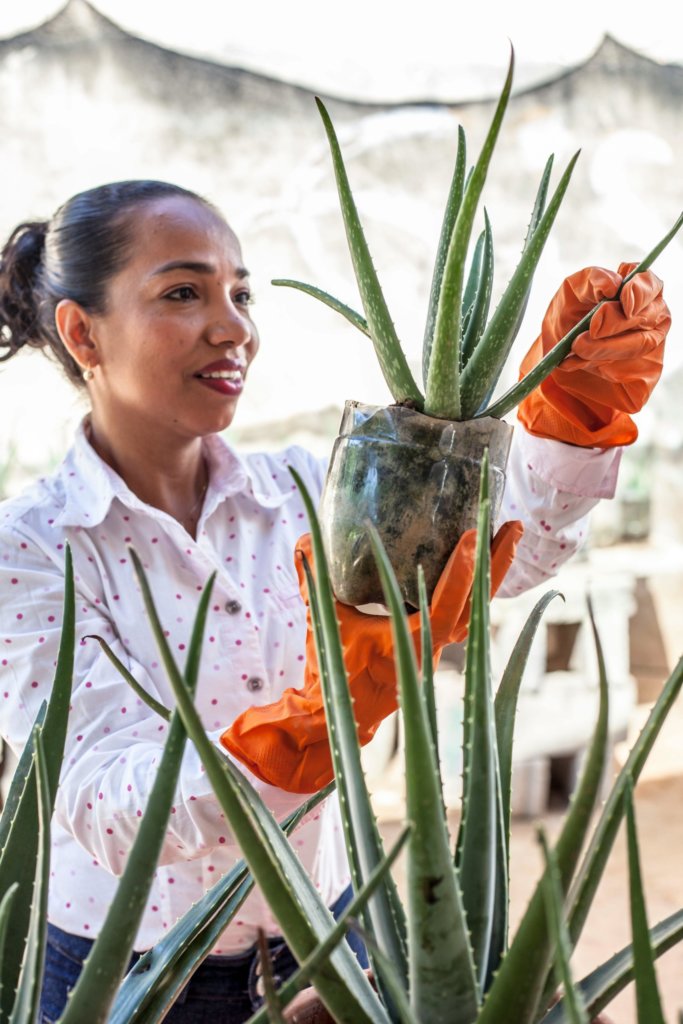 woman holding aloe vera plant