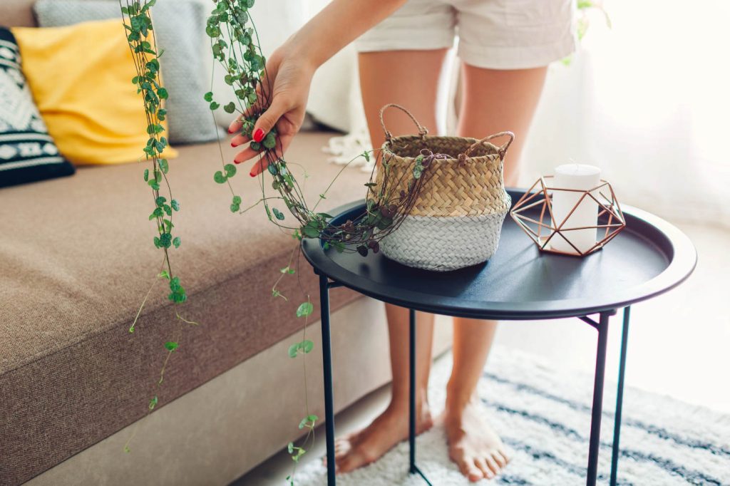Woman Organizing String Of Hearts Plant Ceropegia Woodii