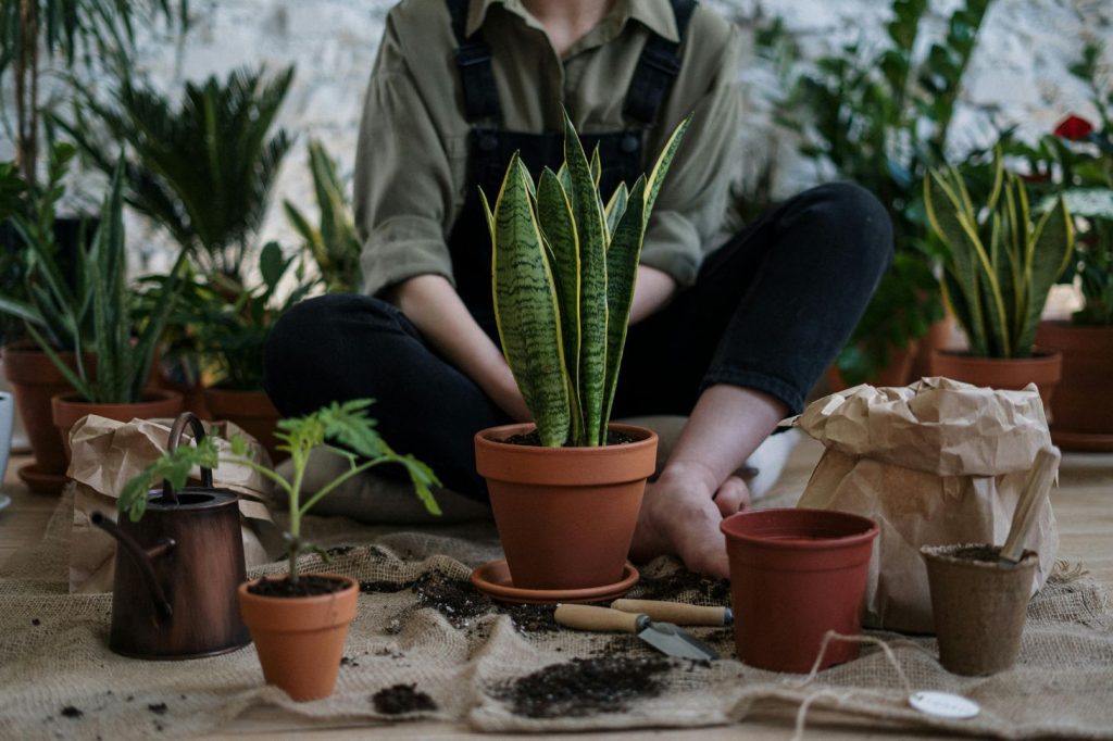 woman repotting her Sansevieria trifasciata 'Laurentii' snake plant