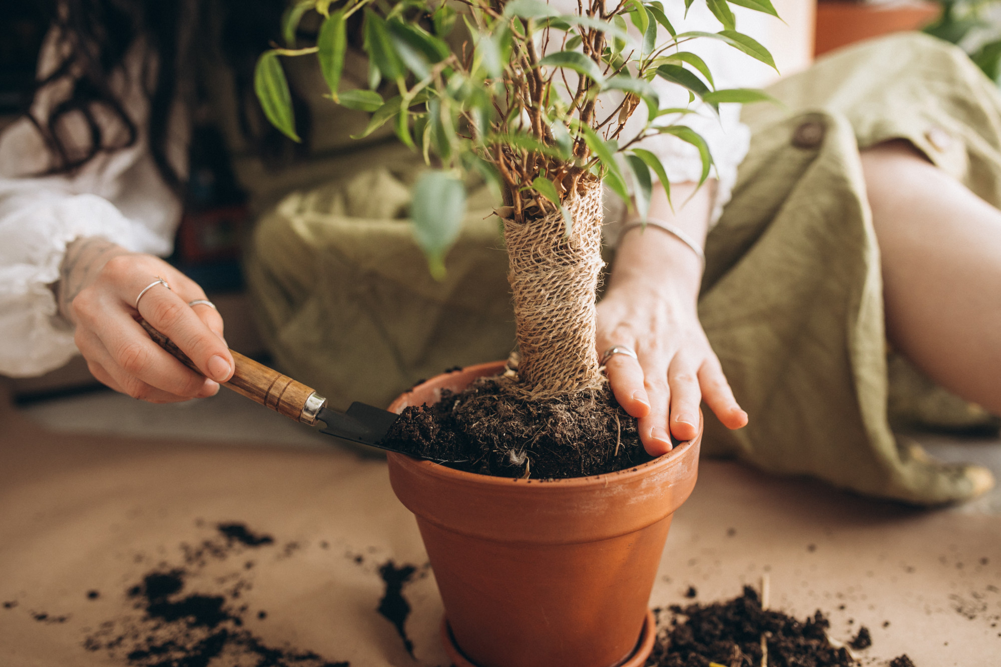 woman repotting bonsai