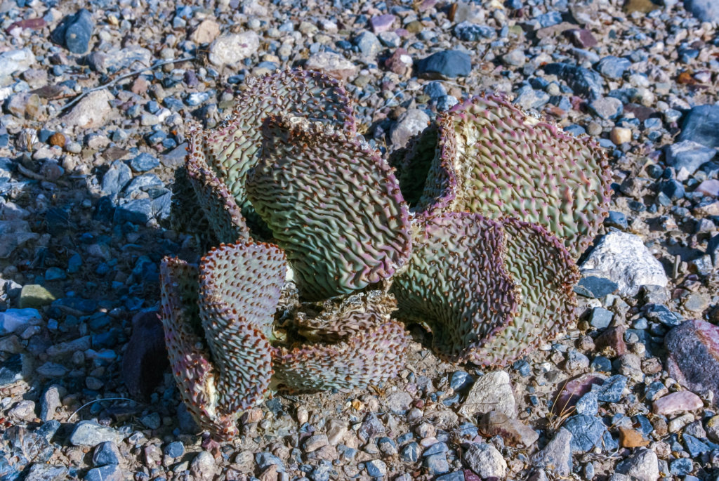wrinkled beavertail prickly pear cactus