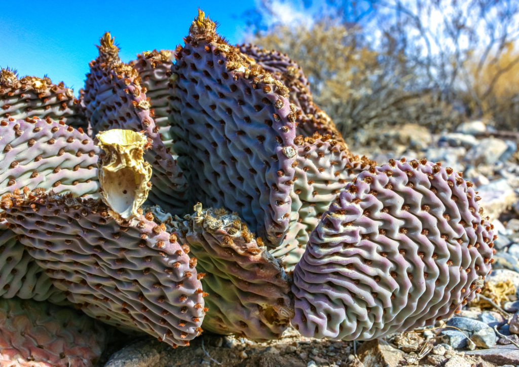 wrinkled prickly pear cactus