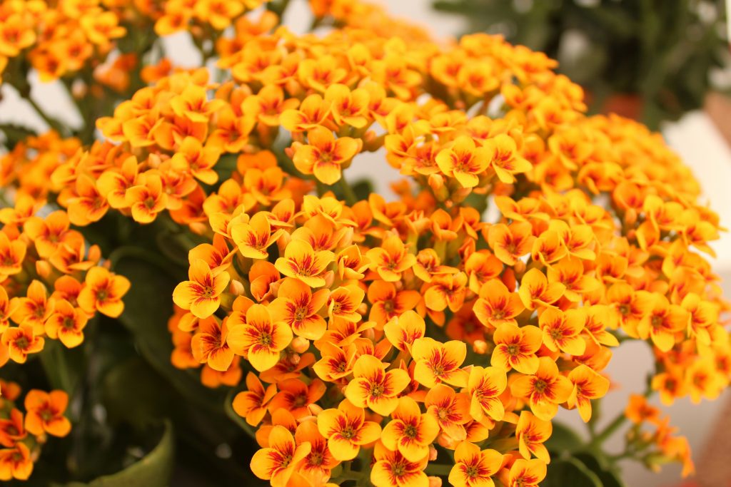 kalanchoe with yellow flowers