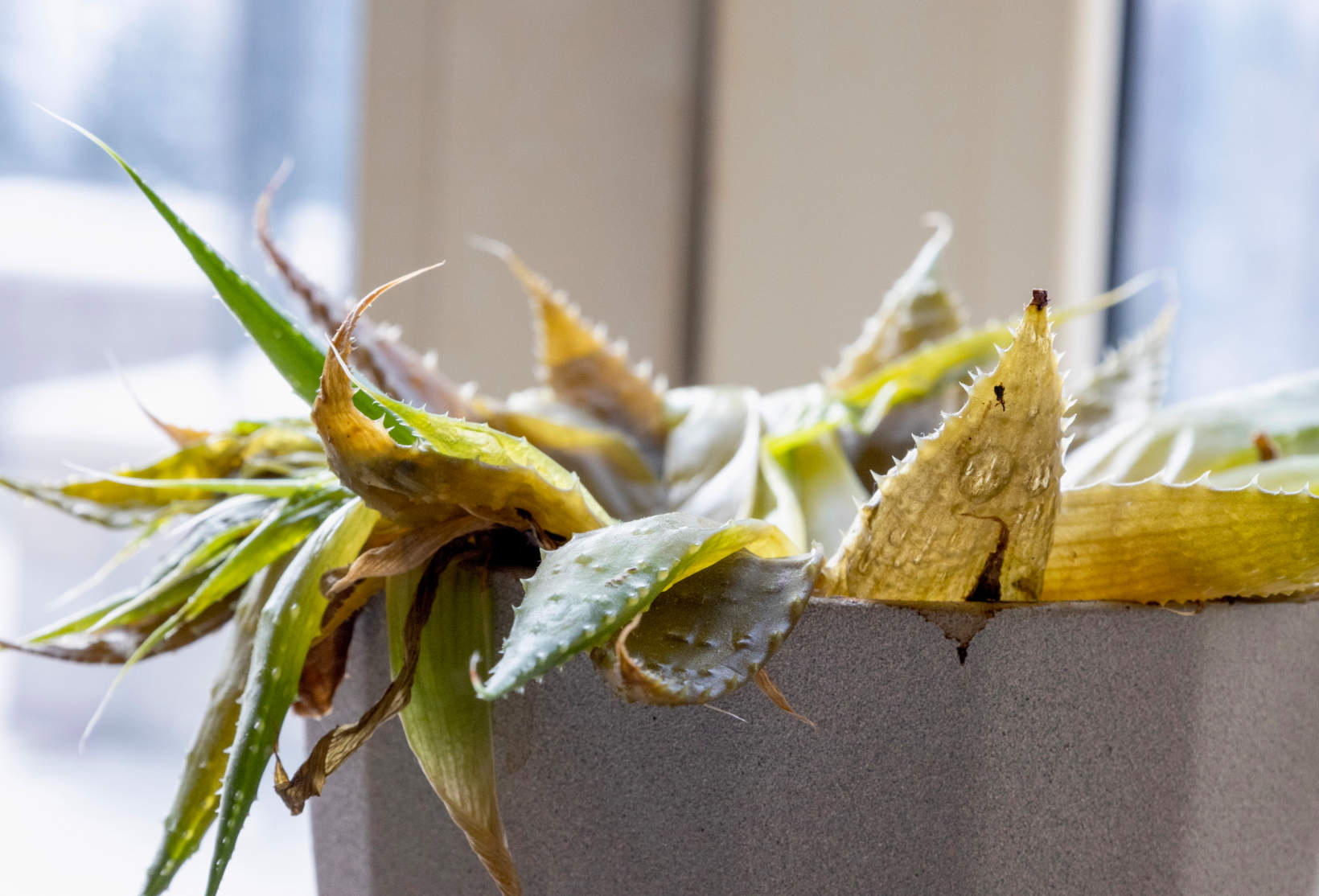Yellow Leaves On Overwatered Aloe Plant
