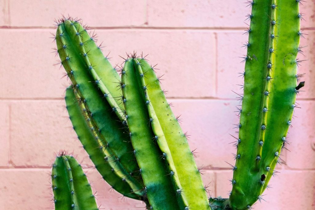 yellowing cactus