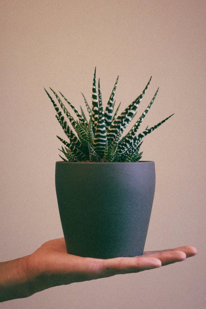 zebra plant (Haworthia fasciata)
