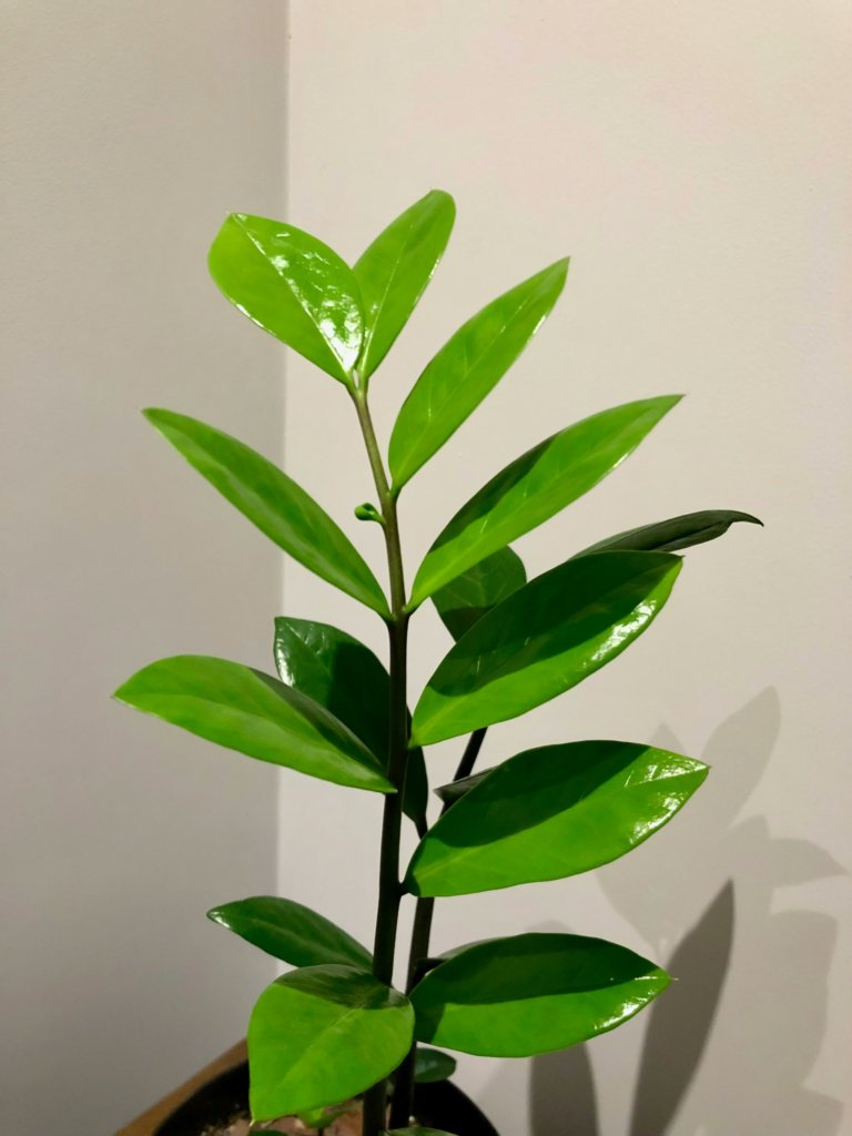 Zamioculcas Zamiifolia (ZZ Plant)