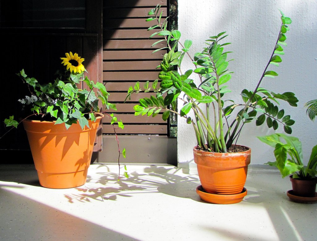 zz plant on a balcony
