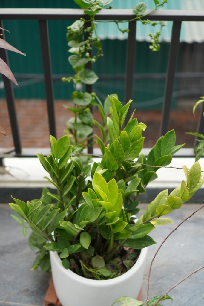 zz plant outdoor